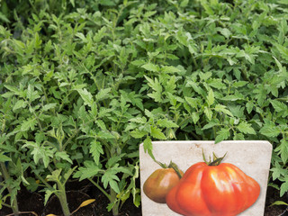 Tomato plants.
