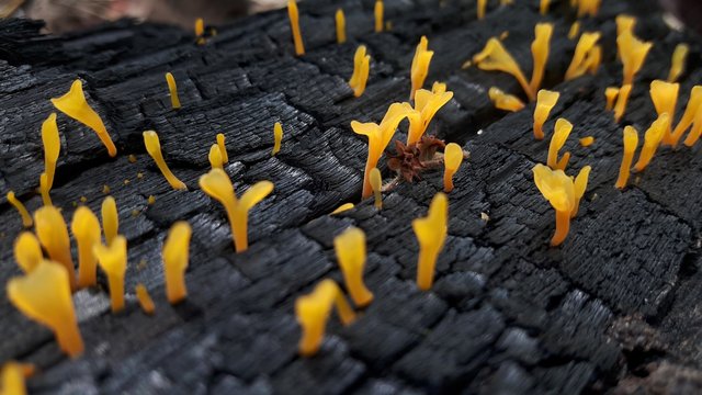 yellow jelly fungus on burnt wood