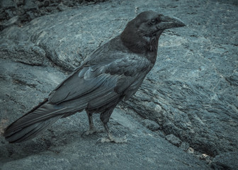 Old black independent raven on a black solidified lava.
