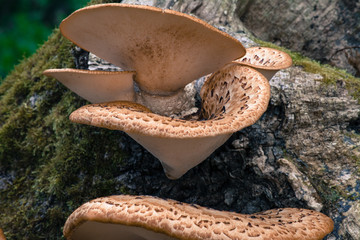 Bracket Fungi on Tree