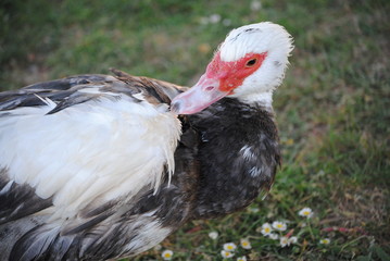 Canard de barbarie