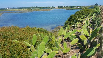 Cactus Portugal Europe