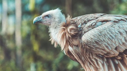 Vulture 