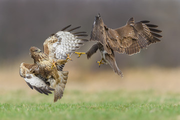 Fight in the meadow / Common Buzzard