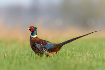 In the midday sun/Common Pheasant