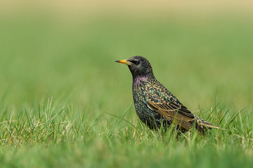 On a sunny day in the meadow / Common Starling