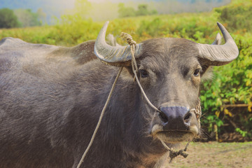 Naklejka premium Thai Buffalo on the meadow in field.