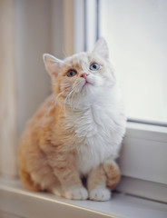 Light-beige kitten sits on a window sill.