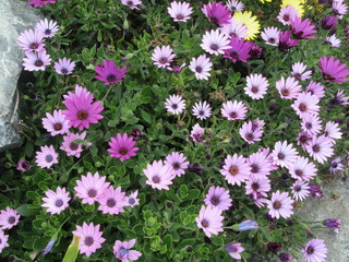 purple osteospermums