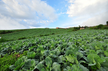 Cabbage farm view at Phu Thup Boek, Thailand