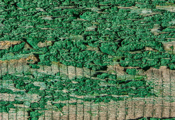 Fototapeta premium wood texture