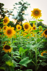 bright sunflower field
