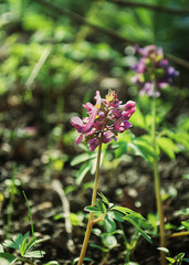 flower, grass, nature, flowers,flora