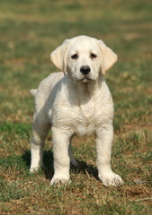 Labrador puppy dog © Ricant Images