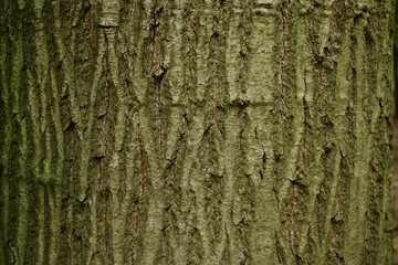 natural bark texture