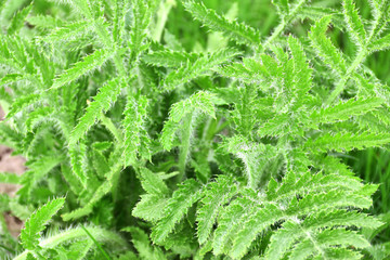 Lush green shaggy leaves of decorative garden poppy. Lush vegetation of poppy. Shallow depth of field, blurred natural background, focus on bottom right leaves of poppy
