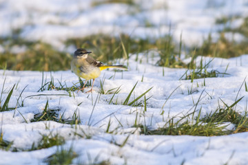 Gebirgsstelze (Motacilla cinerea)