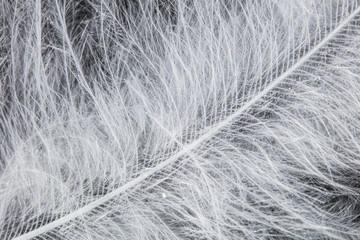 Fototapeta premium White bird feather. Fauna concept.