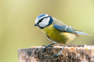 Cyanistes caeruleus