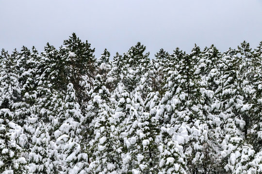 Winter Landscape