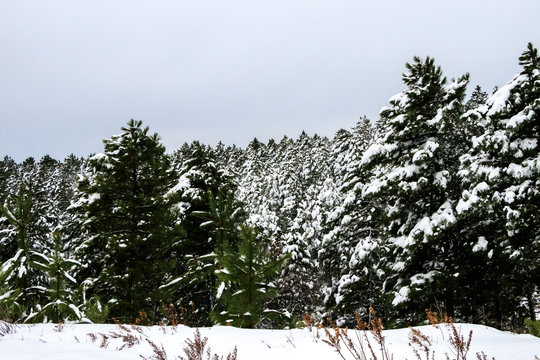 Winter Landscape