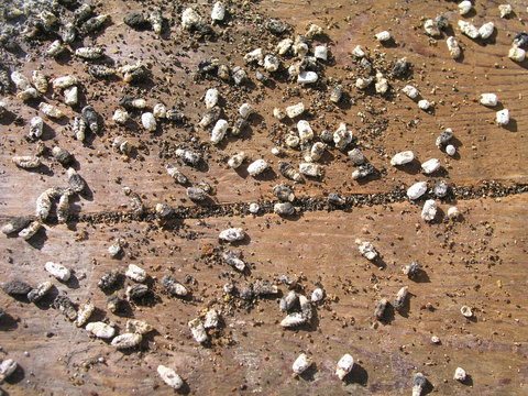 Chalk-brood of bees Ascosphaerosis apis, calcareous, chalk brood, dry foulbrood