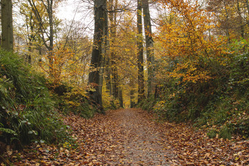 Path in Sonian Forest, Brussels