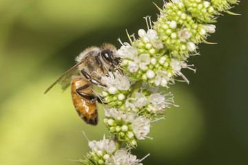 Honey Bee collecting nectar and pollen © Mircea Costina