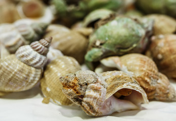 Freshly caught Whelks on ice for sale at market