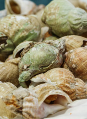 Freshly caught Whelks on ice for sale at market