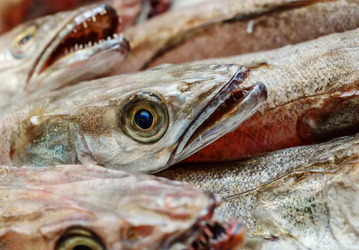 closeup on head of hake in showcase of seafood market