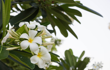 Fototapeta premium plumeria