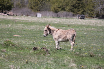 Obraz na płótnie Canvas Small donkey in a large green pasture in the spring season.