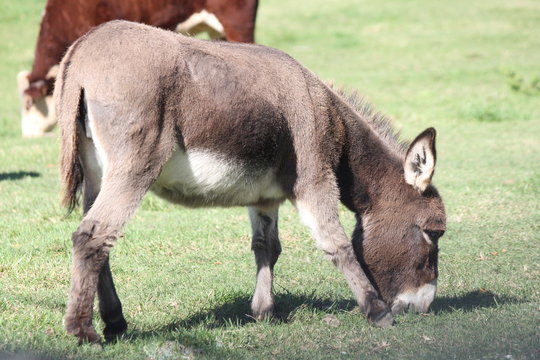 Miniature Donkey’s in an enclosed corral with cows. They are ideal farm guard animals