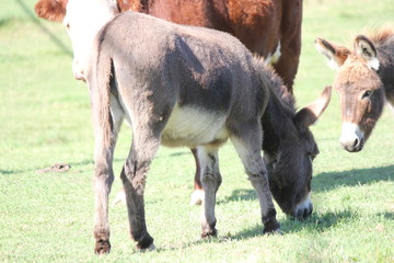 Miniature Donkey’s in an enclosed corral with cows. They are ideal farm guard animals