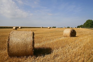 Fototapeta premium Haystack in wheat field