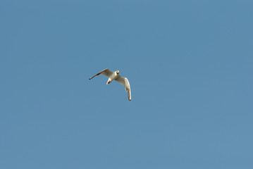 seagull