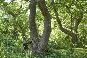 Platanenhain in Stylos bei Chania