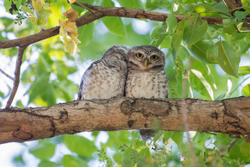 Couple of Spotted Owlet