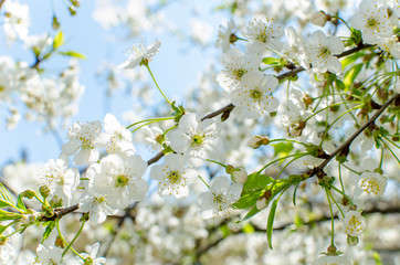 Cherry blossoms against a background of blue sky