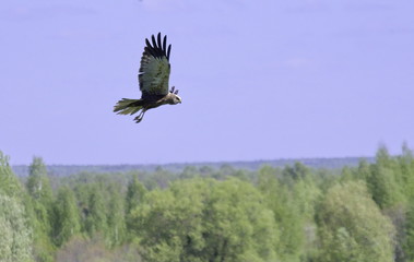 Common Buzzard in flight. 