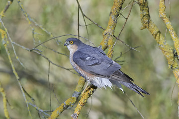 Eurasian sparrowhawk (Accipiter nisus)