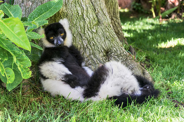Fototapeta premium Mono lemur a la sombra de un árbol