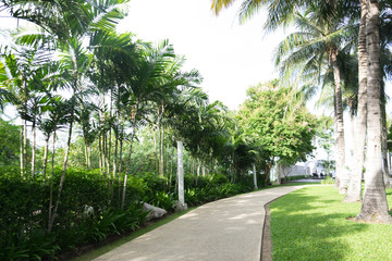 The path in the garden.