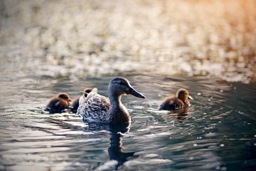 Duck with ducklings swims in the evening in the lake.