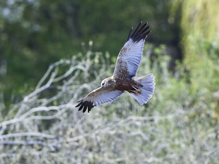 Western marsh harrier (Circus aeruginosus)