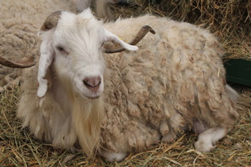 Naklejka premium smily sheep 