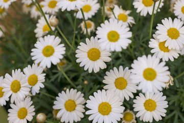 Composition des fleurs. Camomille romaine.