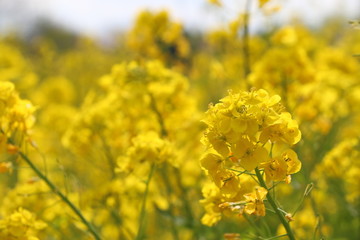 菜の花