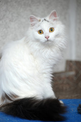 Turkish van cat